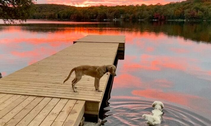 Dogs at the waterfront