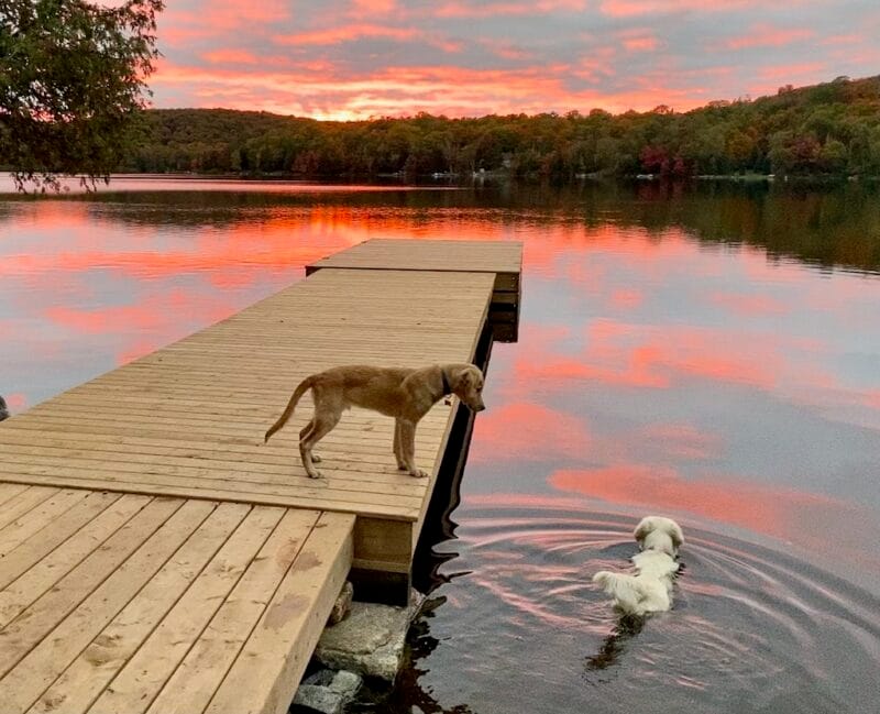 Dogs at the waterfront