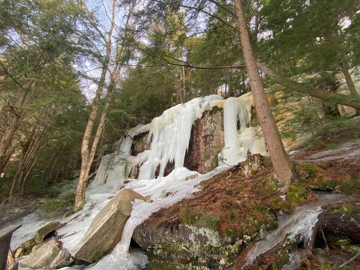 Buck Lake Limberlost Reserve