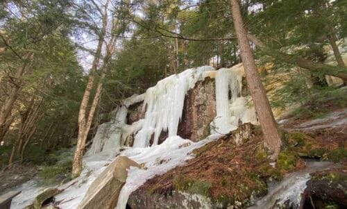 Buck Lake Limberlost Reserve