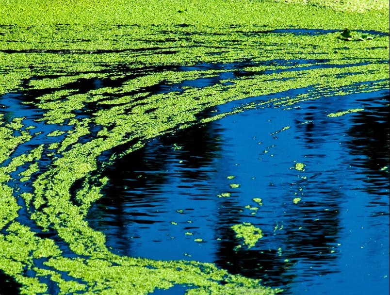 Blue green algae in Parry Sound area lakes