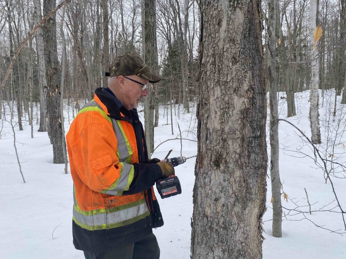 Dad in Bush Ron Fincham tappiung trees near Horn Lake